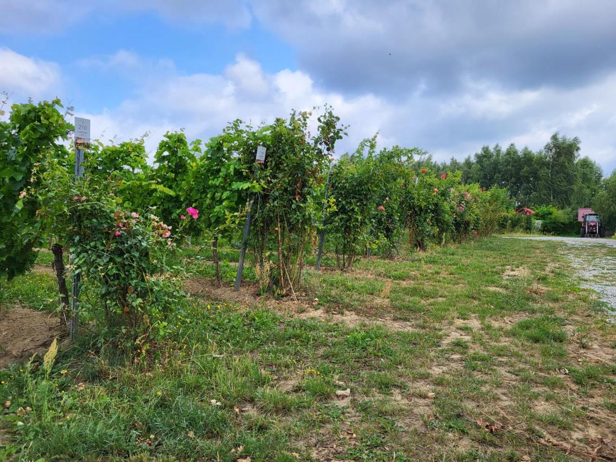 Winnica Anna Noclegi Krosnice Exteriör bild